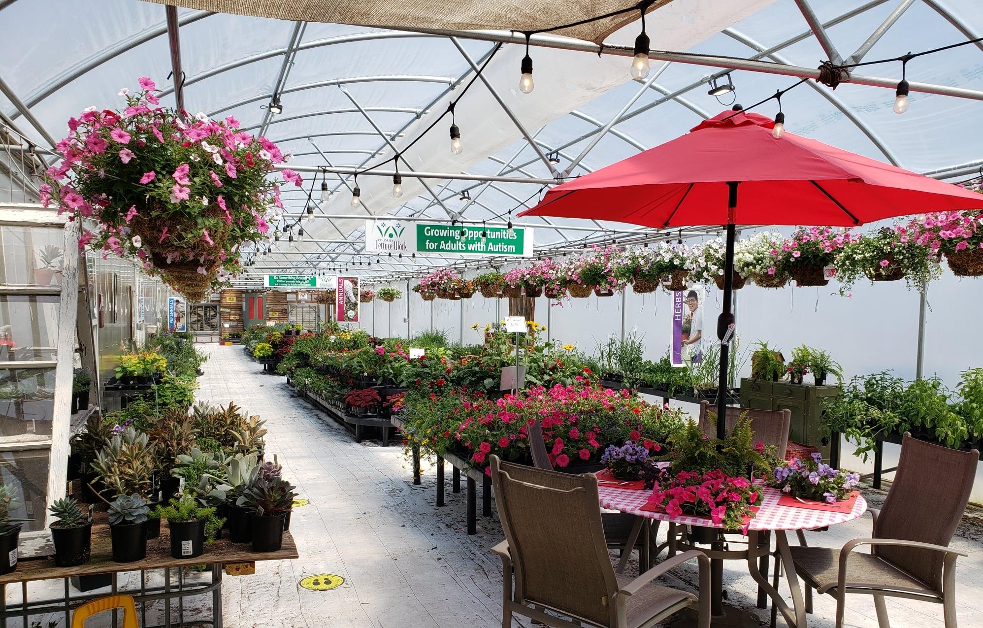 Home Lettuce Work Nursery