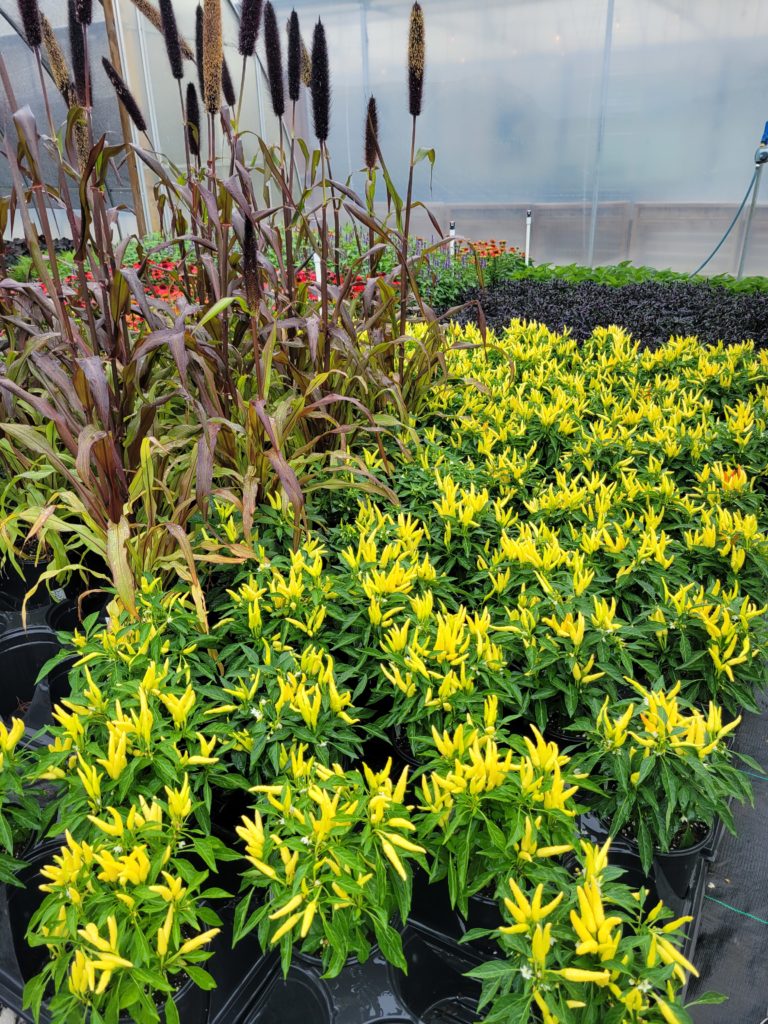 Home Lettuce Work Nursery