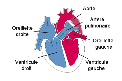 Le Coeur Et Sa Circulation L Etudiant Maieuticien