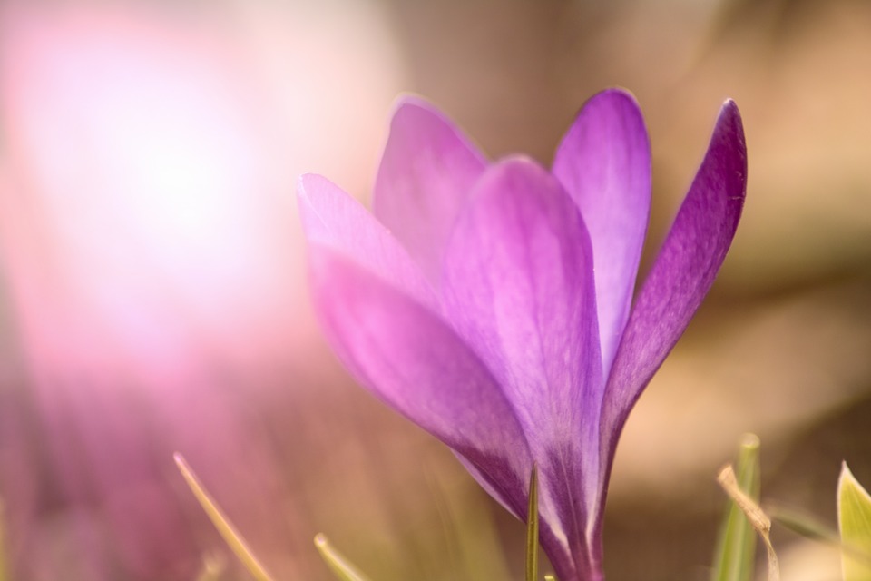 FrühjahrsSpecial Leuchtendes Selbst