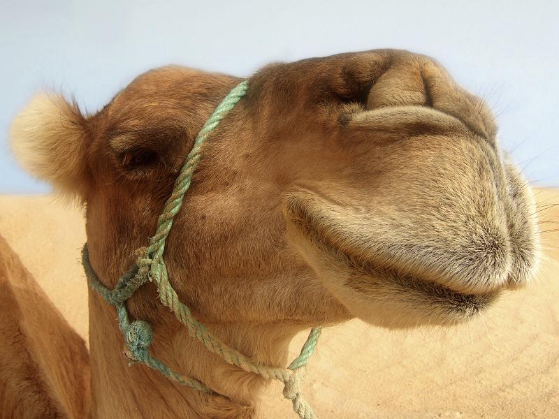 Camel method? » Blues for Levantium Lost