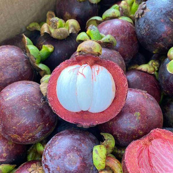 Davao Mangosteen 1 Kg Level Five