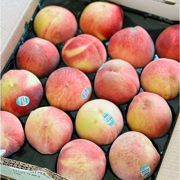US White Peaches XL Size (Box of 1617pcs) Level Five