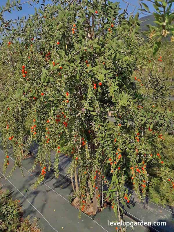 The Ultimate Guide to Goji Berry (Lycium barbarum)
