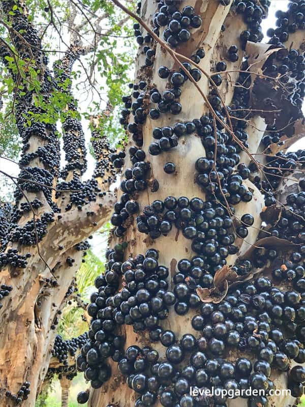 The Complete Guide to Jaboticaba Tree (Myrciaria cauliflora)