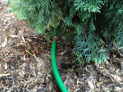 Yardmageddon 2013 Watering New Arborvitaes