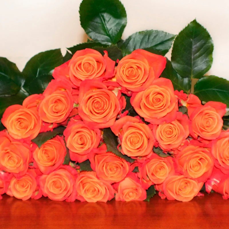 Rosa Orange Crush Colombia Leverside Roses & Flowers