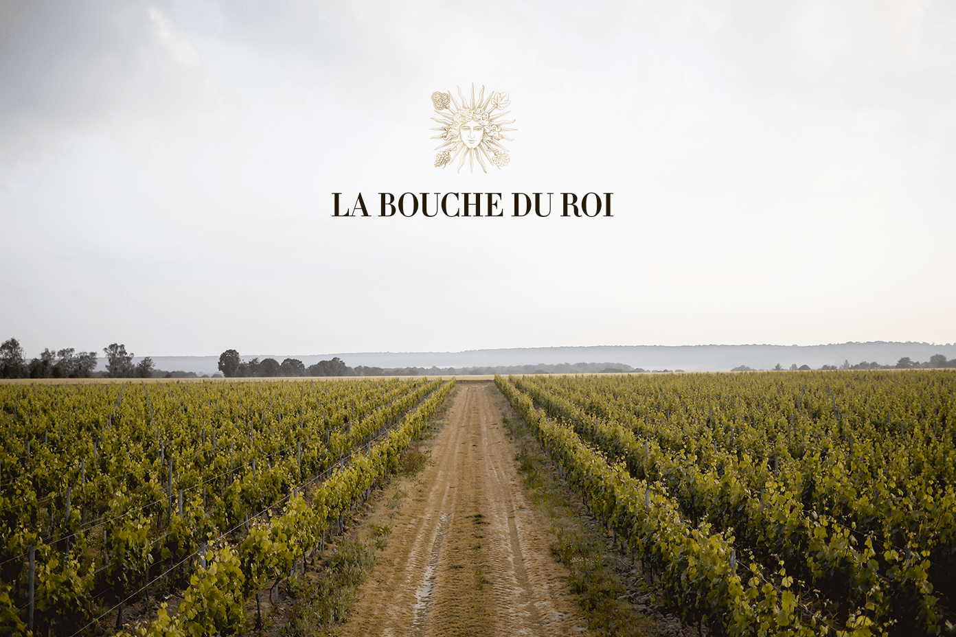 DOMAINE LA BOUCHE DU ROI, LE VIGNOBLE ET LES VINS DE LA PLAINE DE