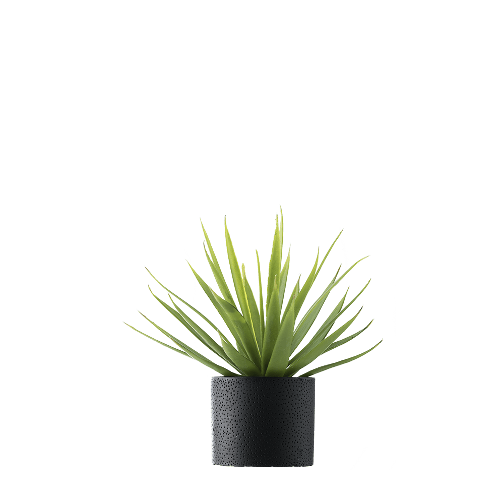Tall Potted Plant Png Select from premium tall potted plant images of