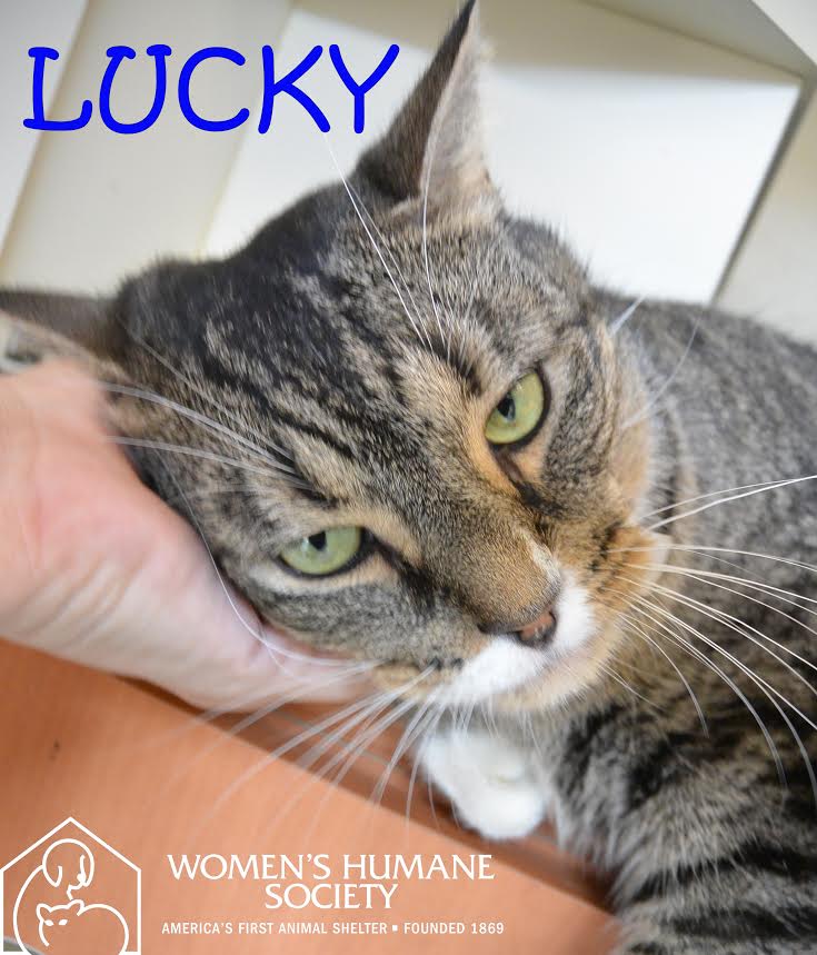 women's humane society adoption