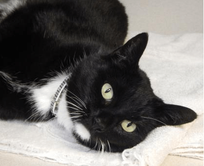 PETS OF THE WEEK: Lots of Cats - LevittownNow.com