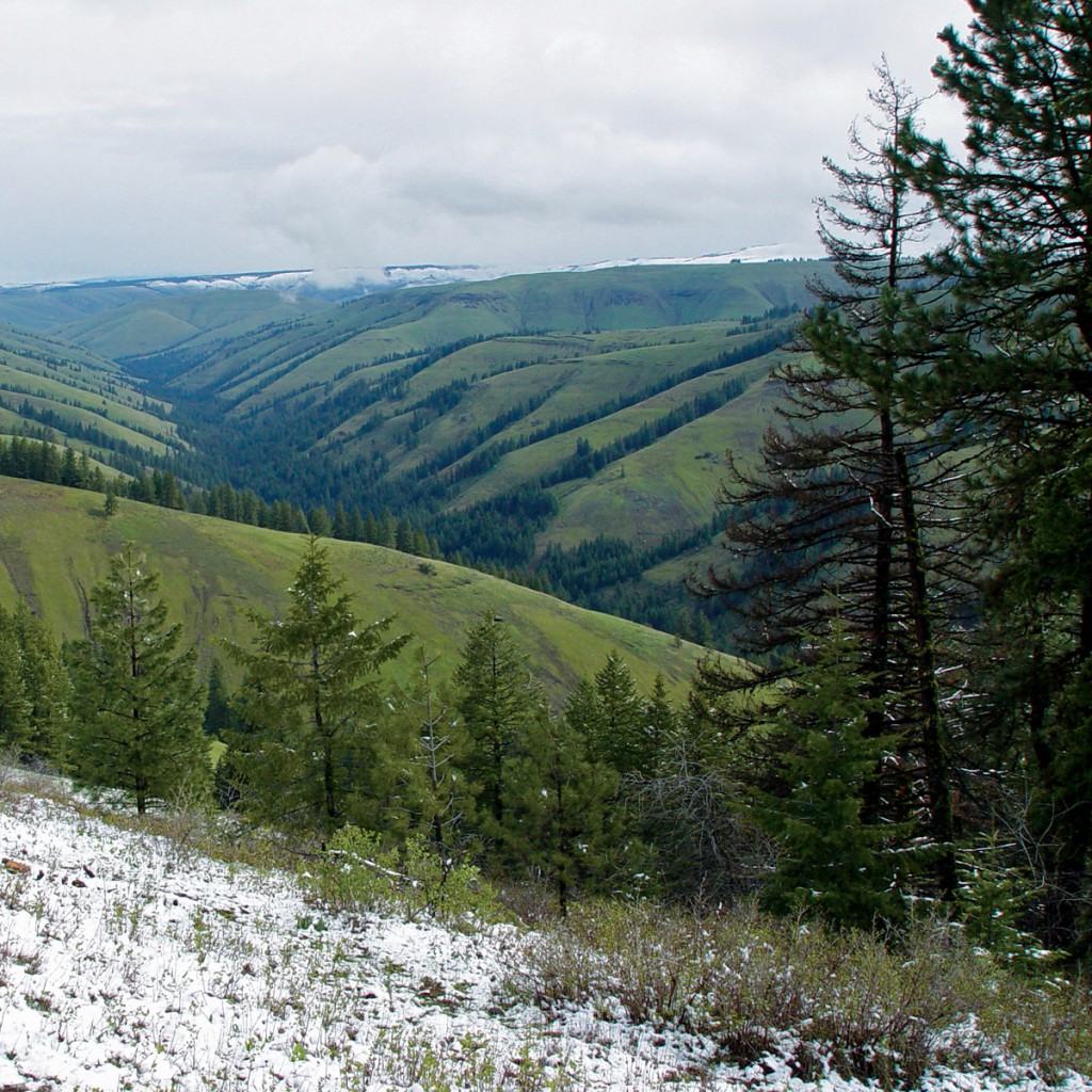 Confederated Tribes of the Umatilla Indian Reservation Lewis and