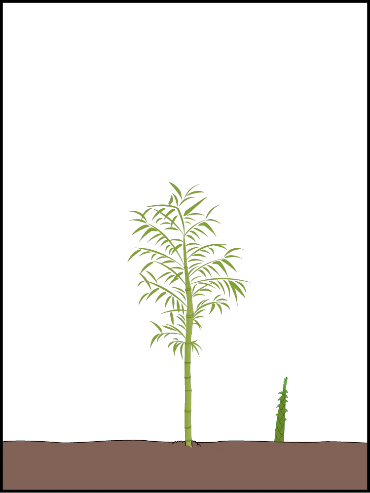 How does bamboo grow? Lewis Bamboo