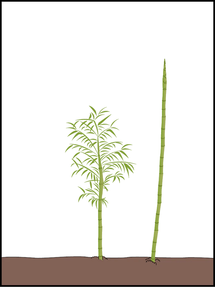 How does bamboo grow? Lewis Bamboo