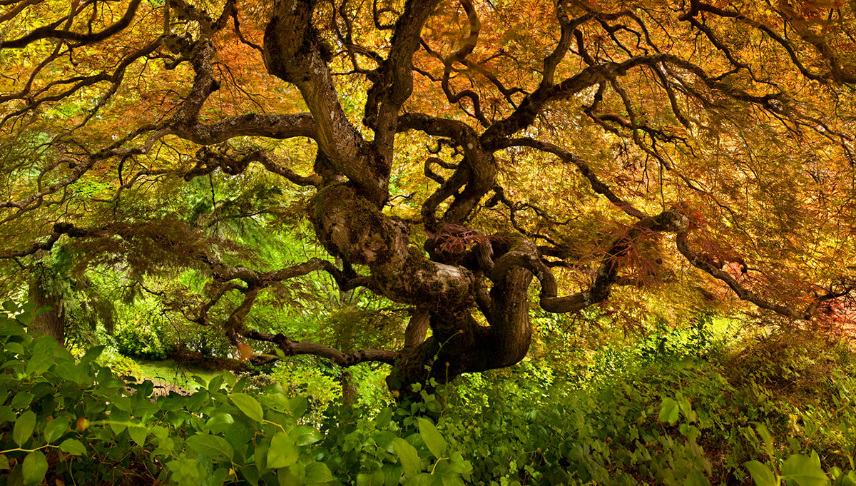 Japanese Maple Tree Portland Oregon Lewis Carlyle Photography