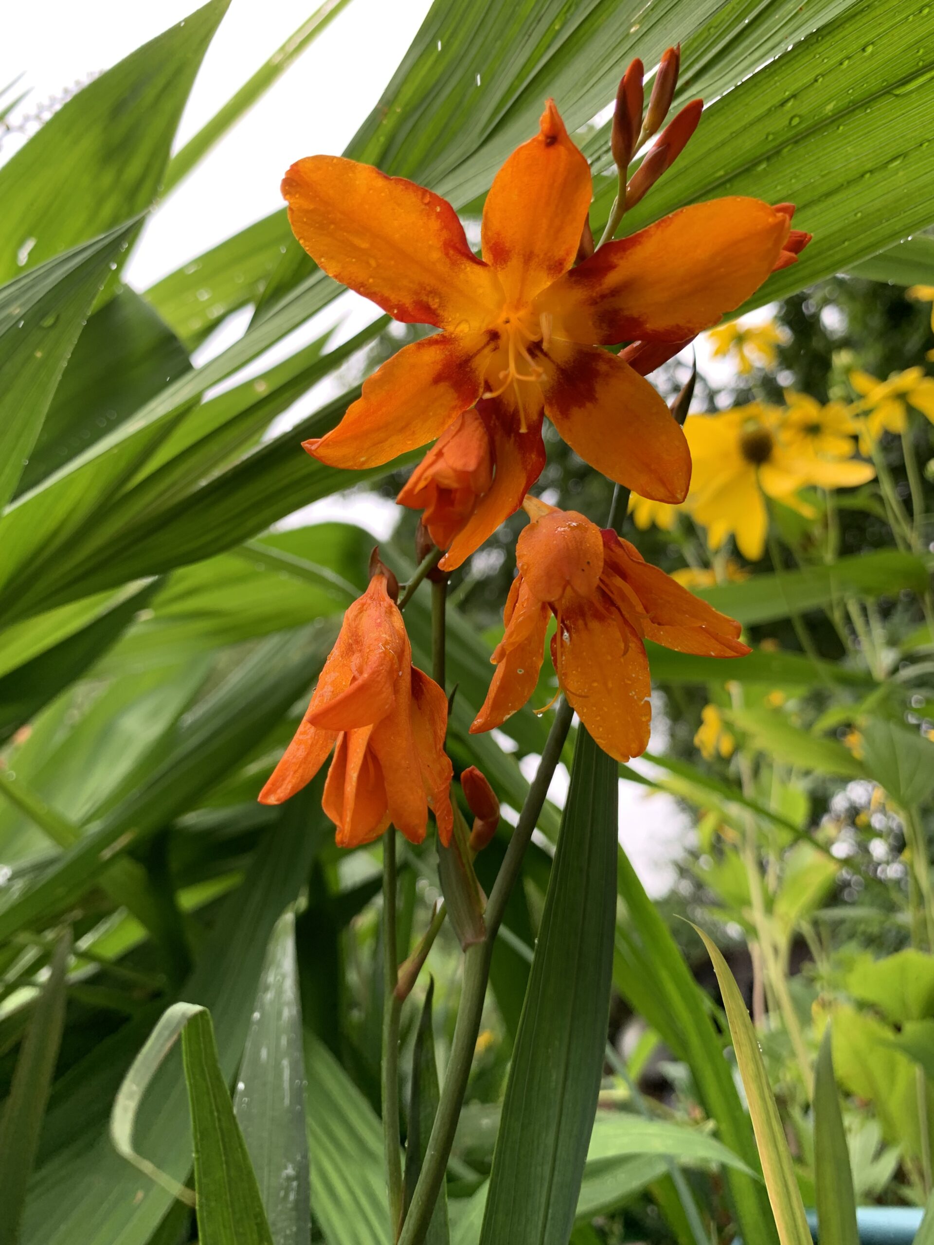 Crocosmia Emily Mckenzie Lewis Cottage Plants