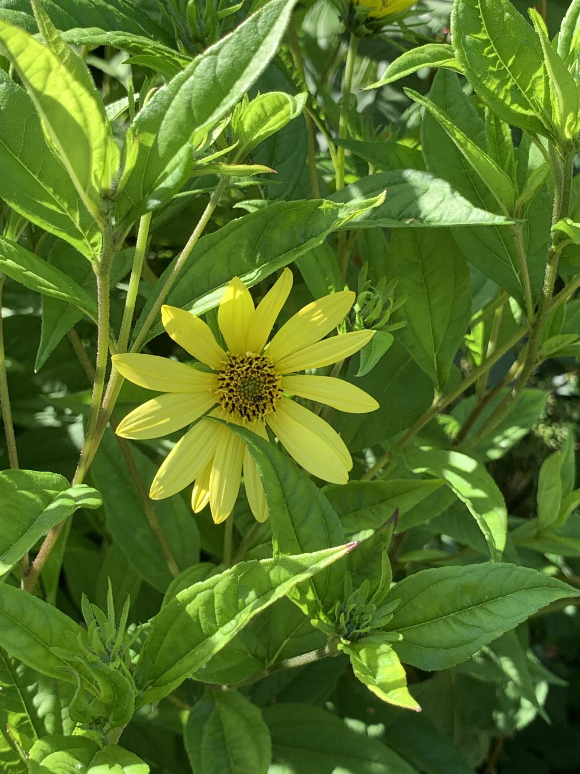 Helianthus Lemon Queen Lewis Cottage Plants