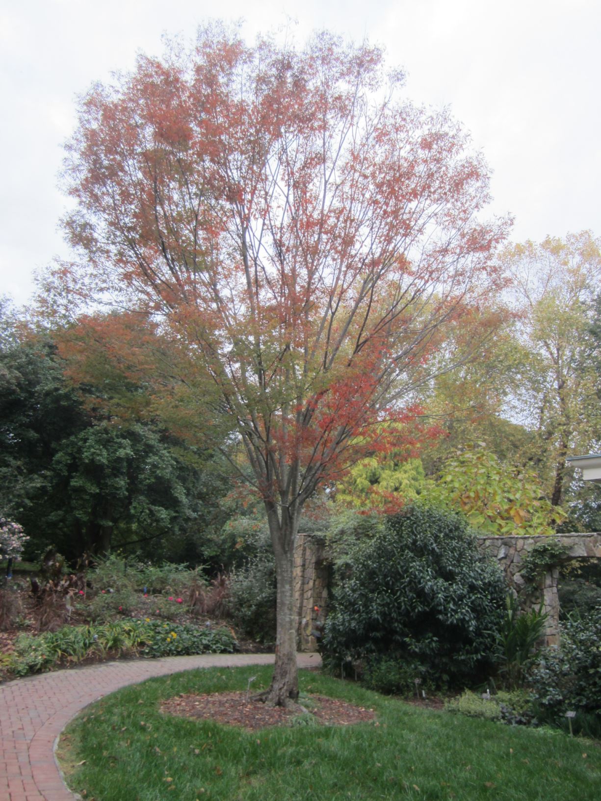 Zelkova serrata 'Green Vase' Japanese zelkova Lewis Ginter