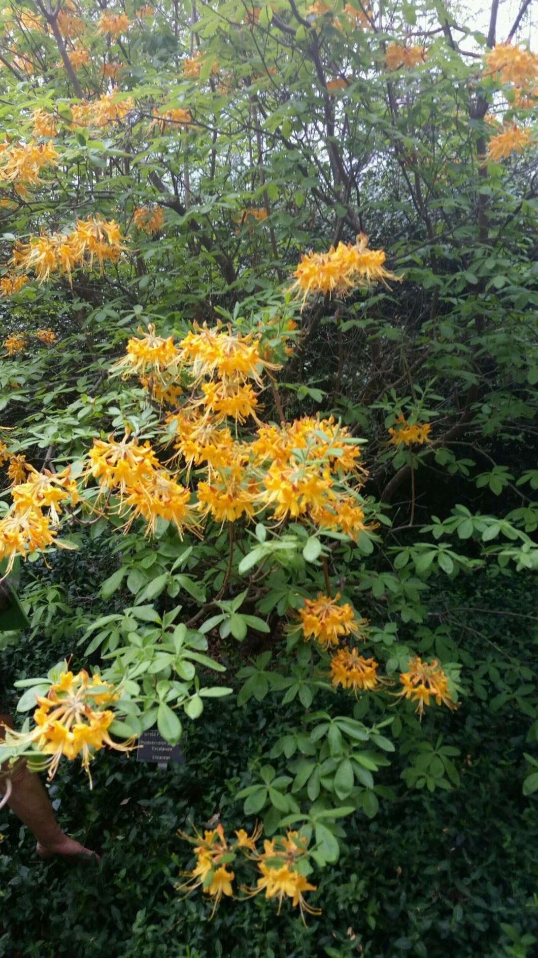 Rhododendron austrinum 'Escatawpa' florida flame azalea Lewis