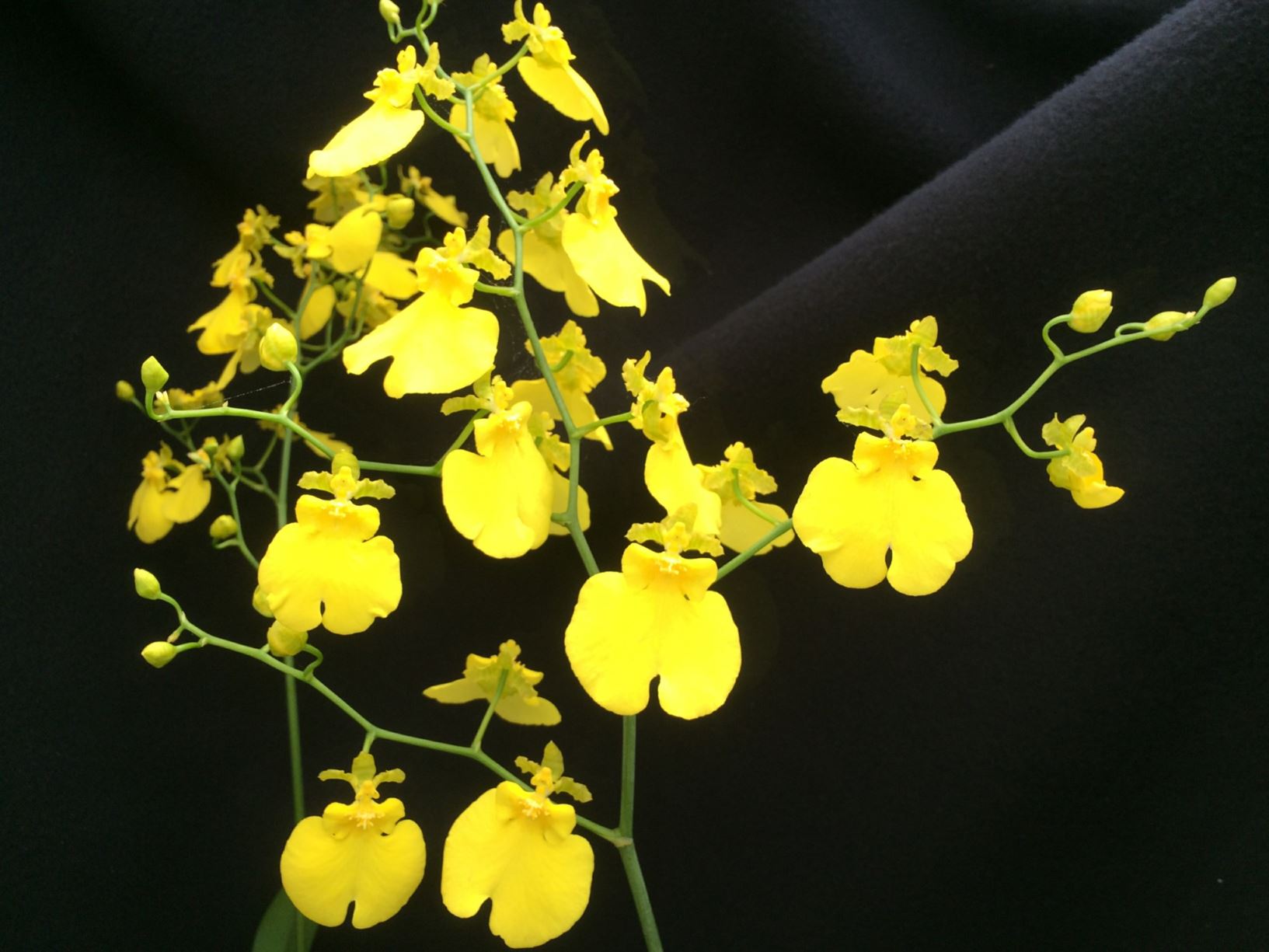 Oncidesa Sweet Sugar 'Lemon Drop' HCC/AOS Dancing Lady Orchid Lewis