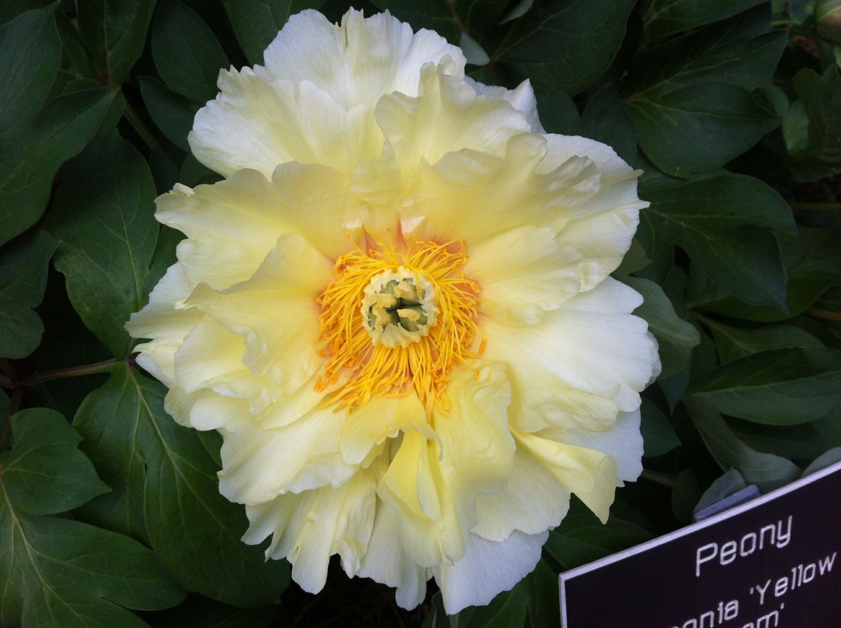 Paeonia 'Yellow Dream' Itoh peony Lewis Ginter Botanical Garden