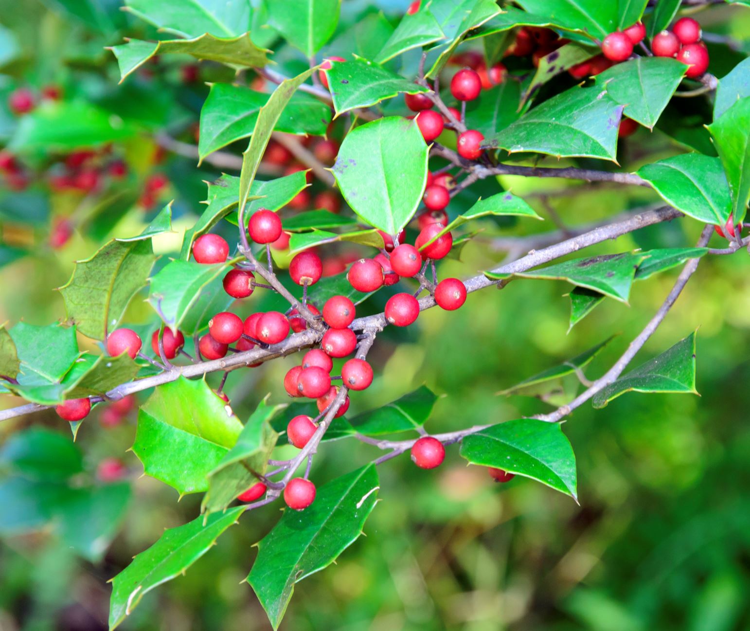 Ilex opaca American holly Lewis Ginter Botanical Garden Richmond