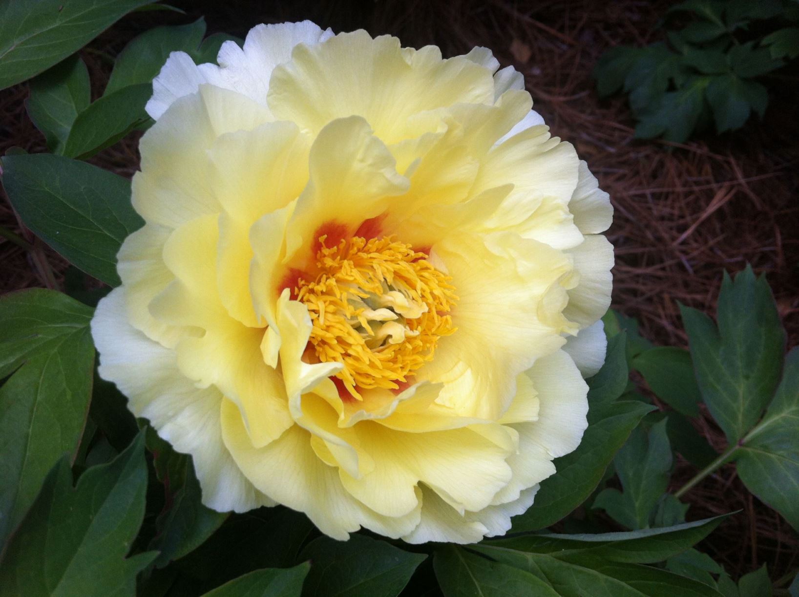 Paeonia 'Yellow Dream' Itoh peony Lewis Ginter Botanical Garden