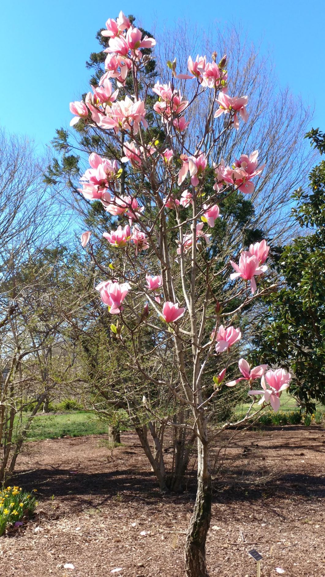 Magnolia 'Blushing Belle' Hybrid Magnolia, Magnolia Lewis Ginter