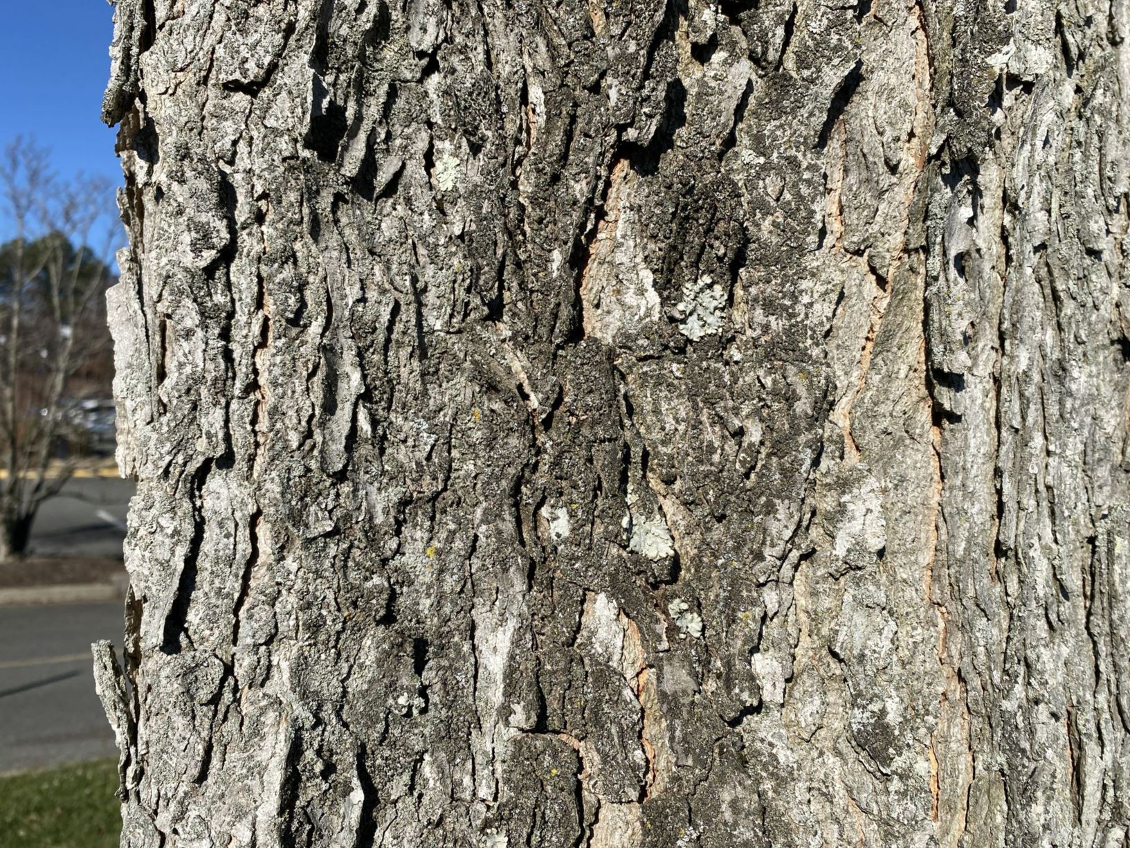 Gymnocladus dioica Kentucky coffee tree Lewis Ginter Botanical