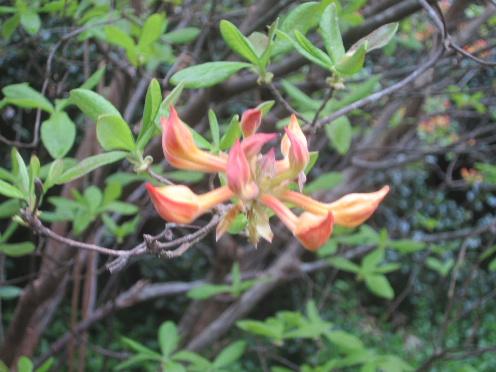 Rhododendron austrinum 'Escatawpa' florida flame azalea Lewis