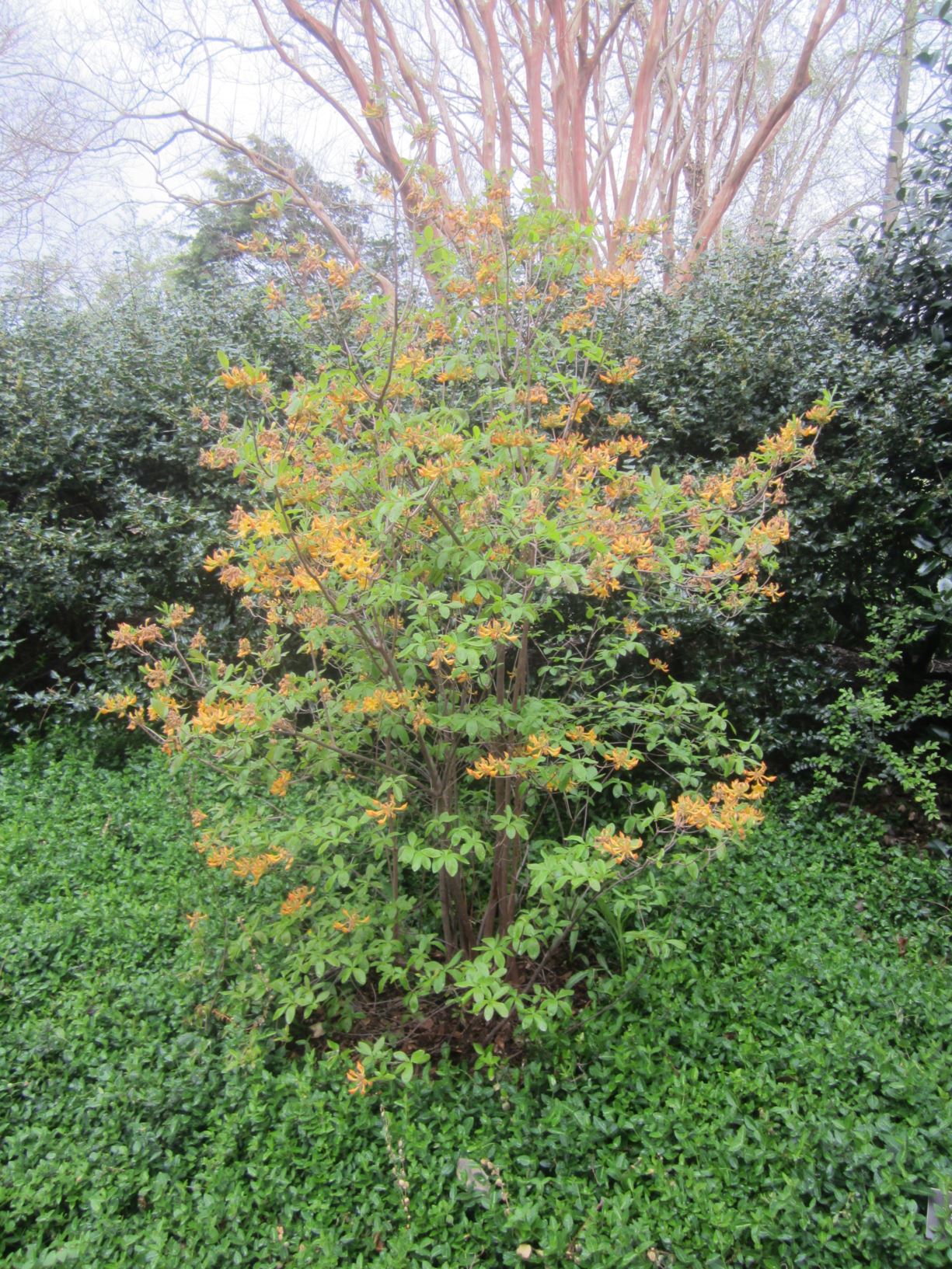 Rhododendron austrinum 'Escatawpa' florida flame azalea Lewis