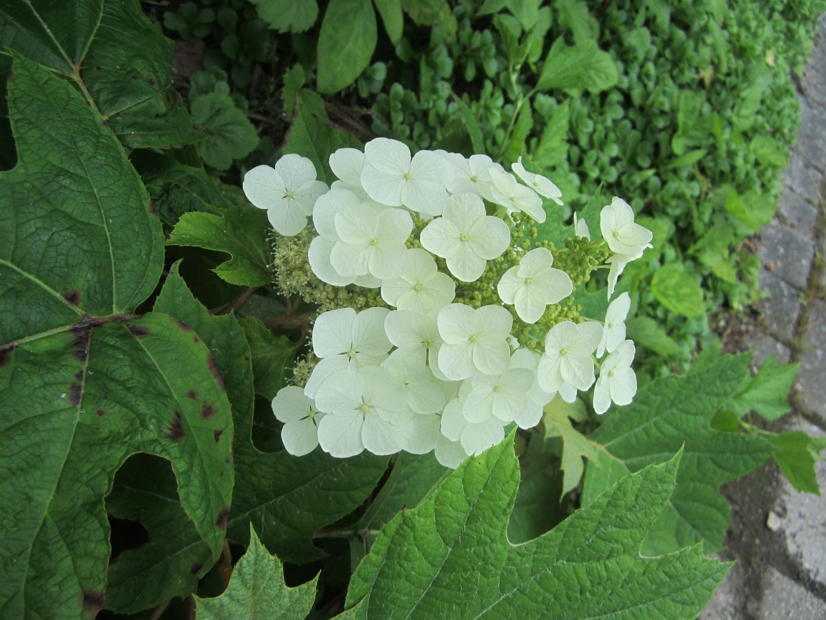 Hydrangea quercifolia 'Sike's Dwarf' oakleaf hydrangea Lewis Ginter