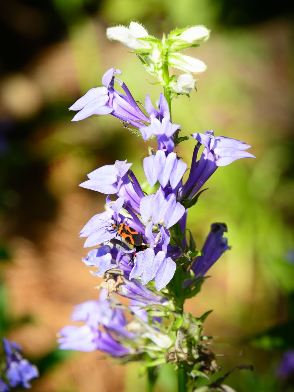 Lobelia siphilitica blue cardinal flower, great blue lobelia Lewis Ginter Botanical Garden