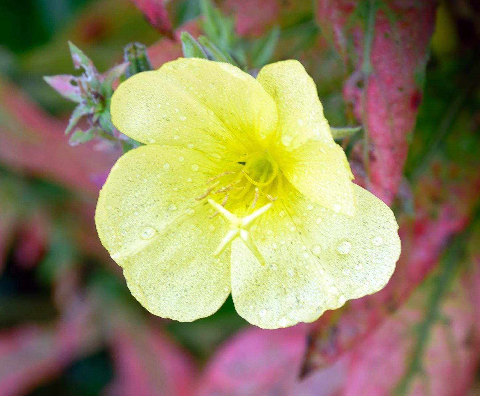 Oenothera biennis Common Evening Primrose Lewis Ginter Botanical
