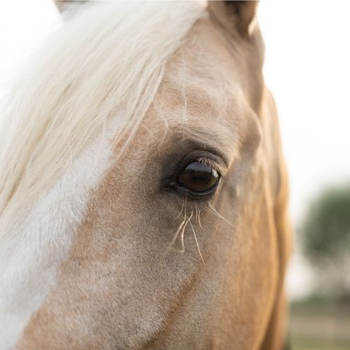 Vet Near Me Lewiston, MN 55952 Lewiston Veterinary Clinic