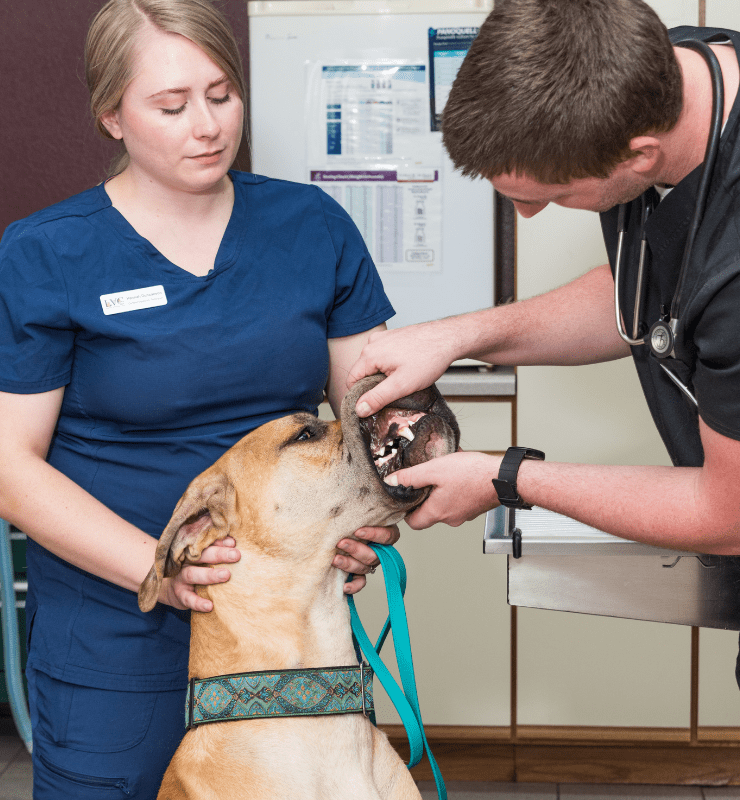 Small Animal Services In Lewiston, MN 55952 LVC