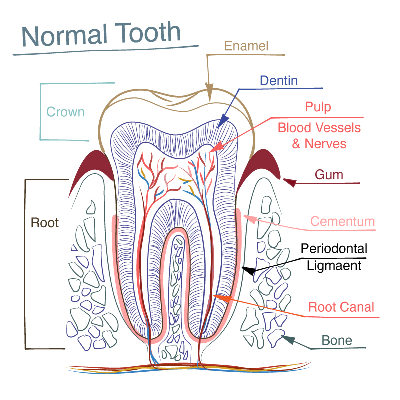 ¿Qué es una endodoncia? Lexington Endodontics