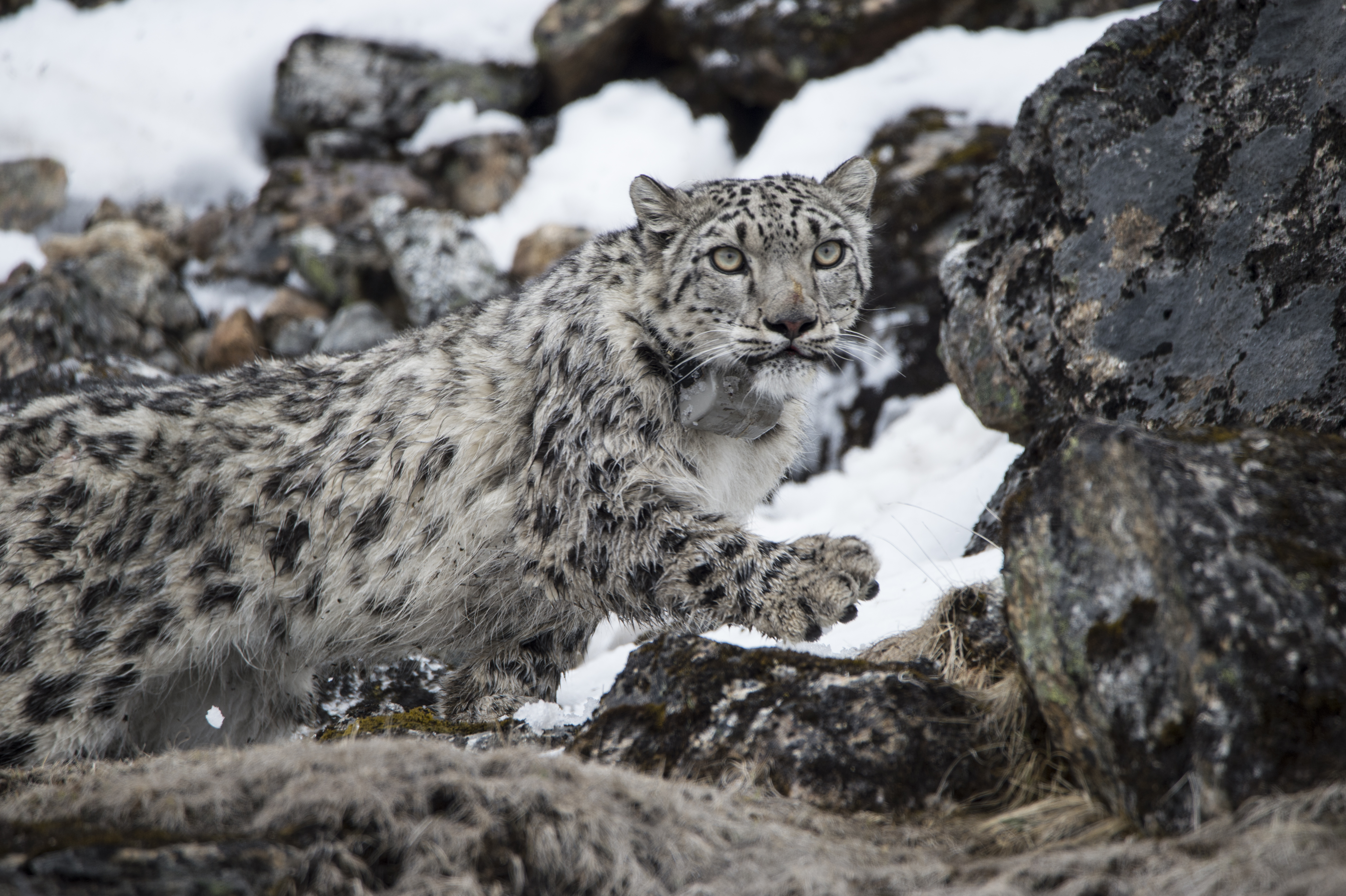 Here’s The Moment When A Snow Leopard Got Collared In