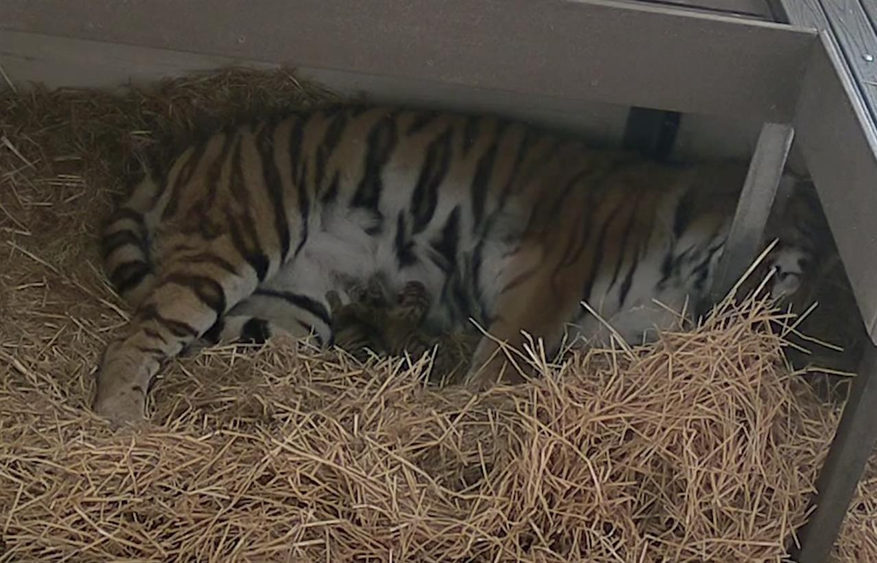 Tiger gives birth to 3 Cubs at Toronto Zoo after 104day pre.gna.ncy