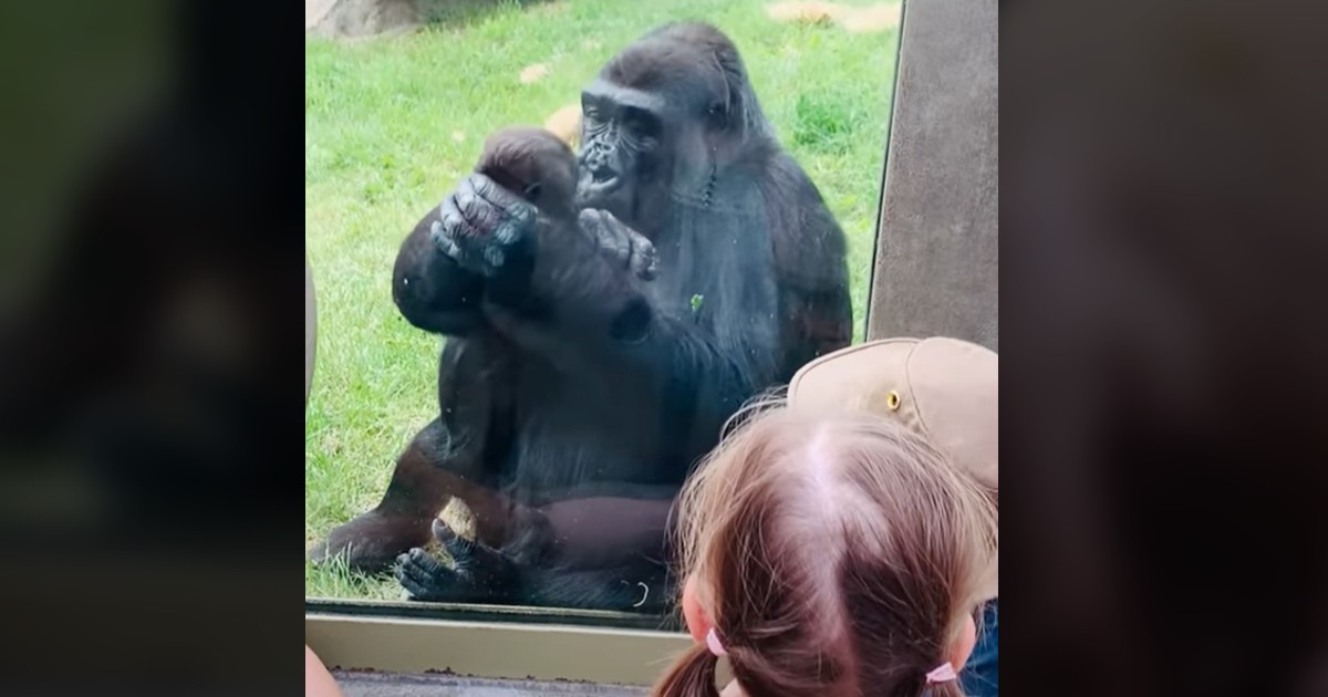 Mama Gorilla Shows Her Love By Kissing Her Baby’s Forehead! lexnau