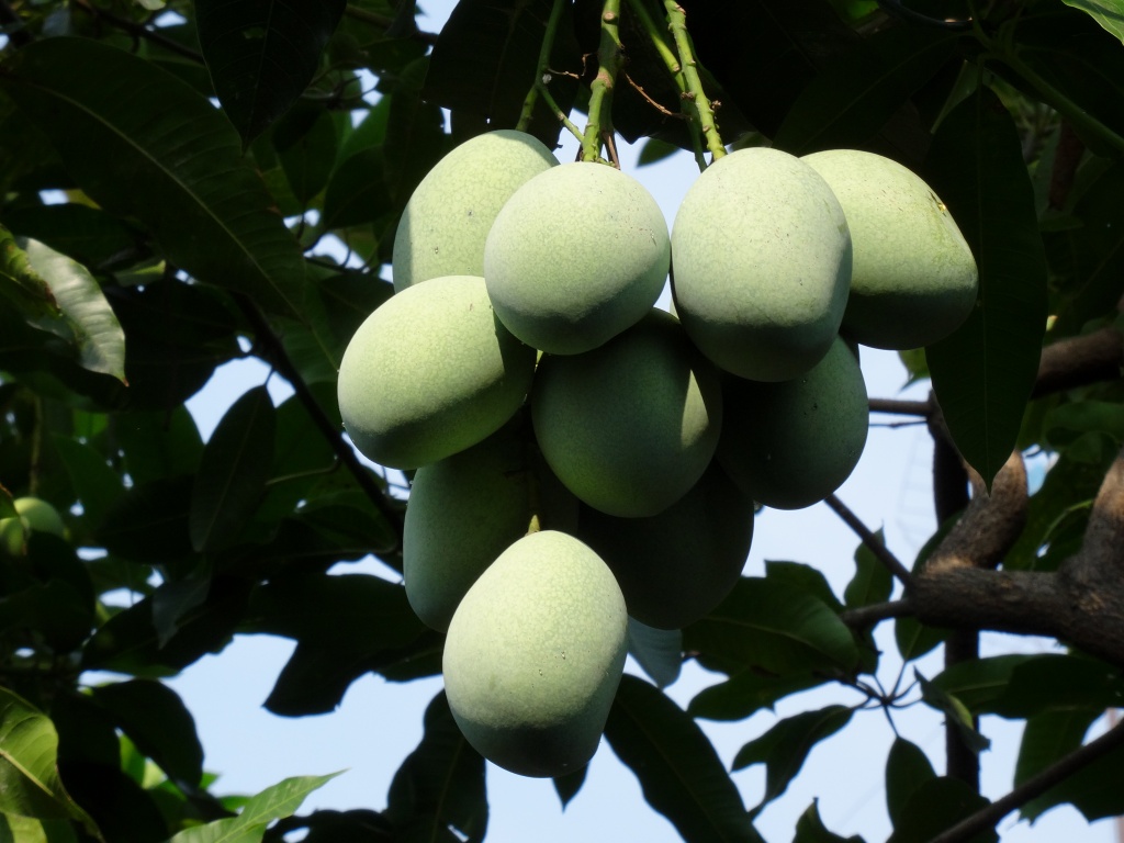 Menakjubkan 16+ Gambar Buah Mangga Di Pohon Gani Gambar