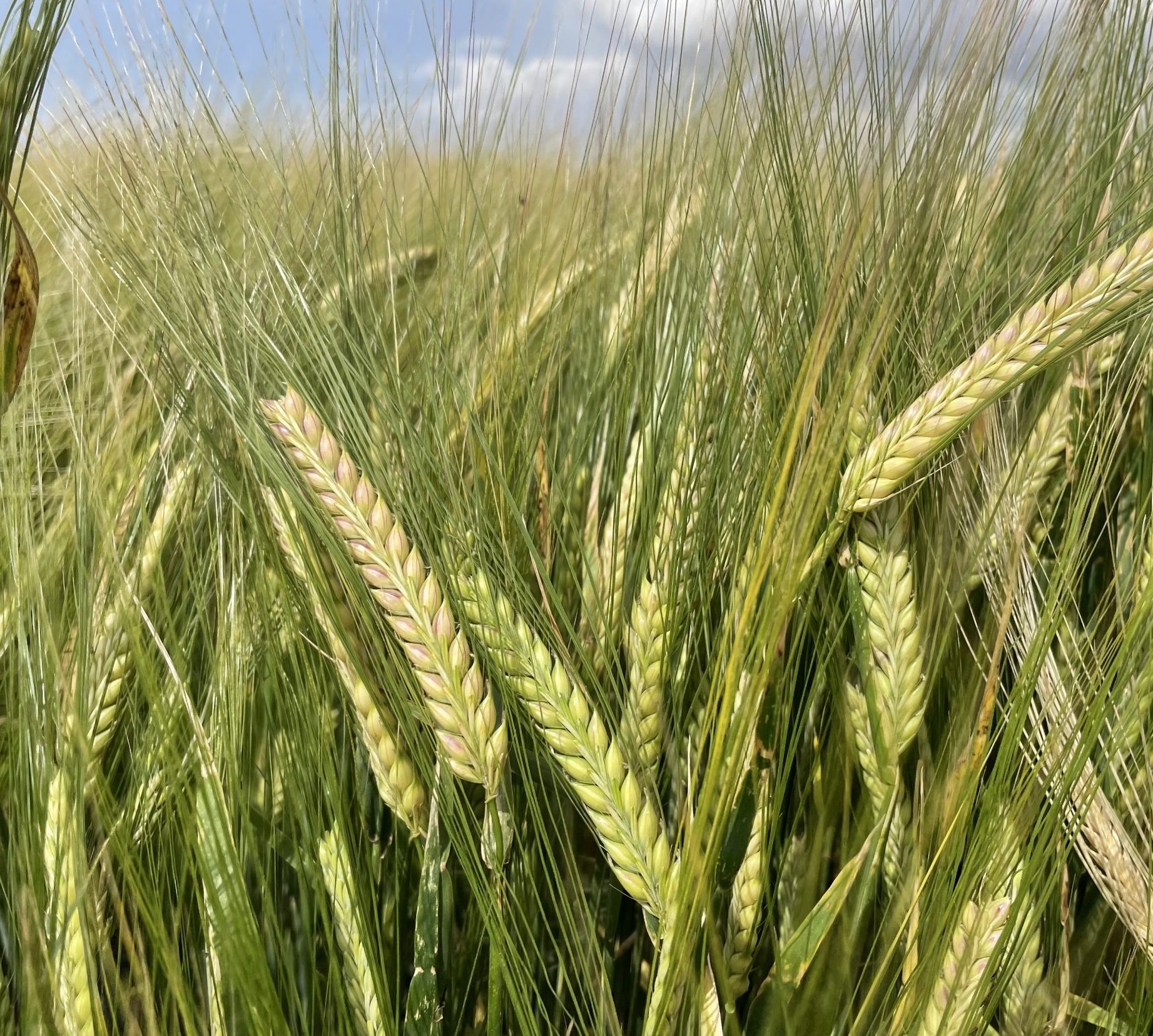 Cebada Chronicle Leycesa