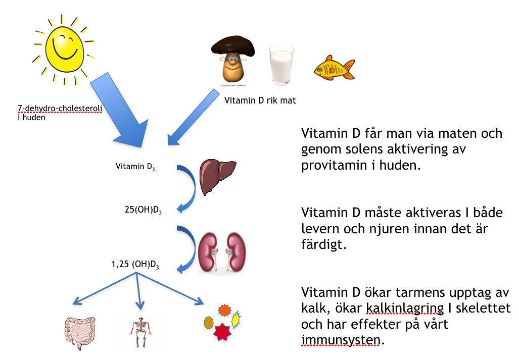Har vitamin D betydelse för insjuknande i typ 1 diabetes? Lions