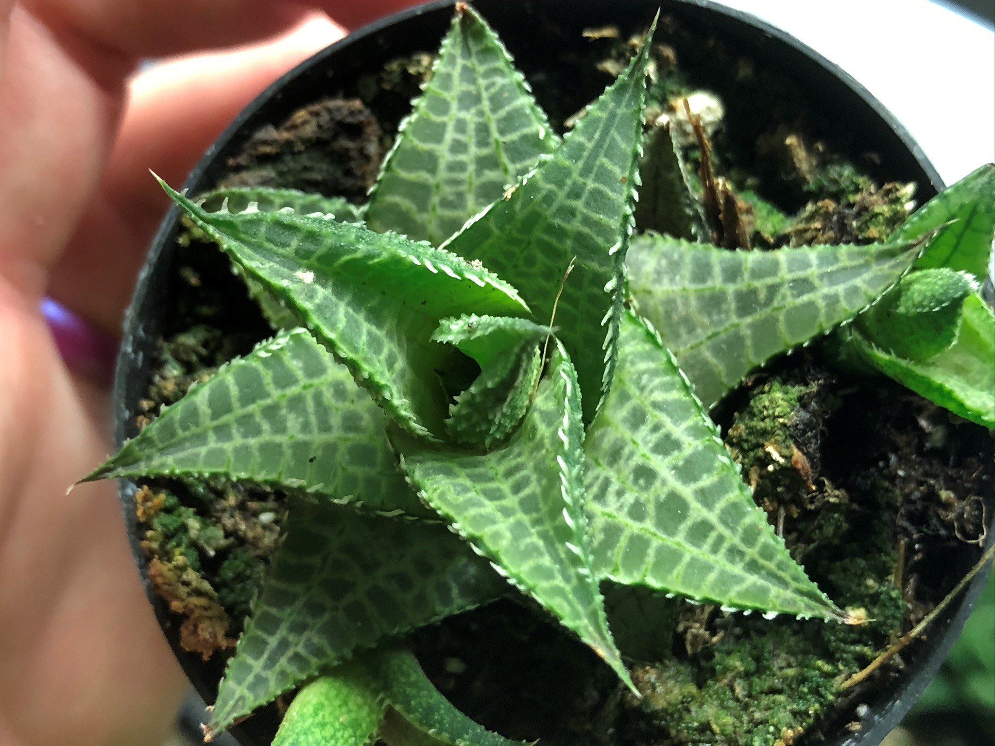 How to Care For Haworthia tesselata Liquidambar Girl Gardening
