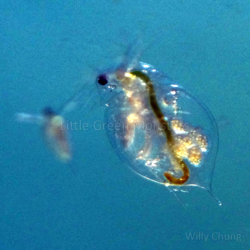Daphnia magna, 10+ eggs, freshwater cleaners, food for plants and fish