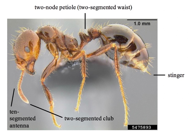 Educators’ Guide to Managing Red Imported Fire Ants (Solenopsis invicta