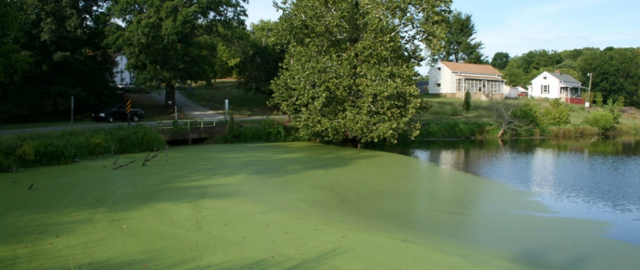 Introduction to Harmful Algal Blooms (HABs) in South Carolina