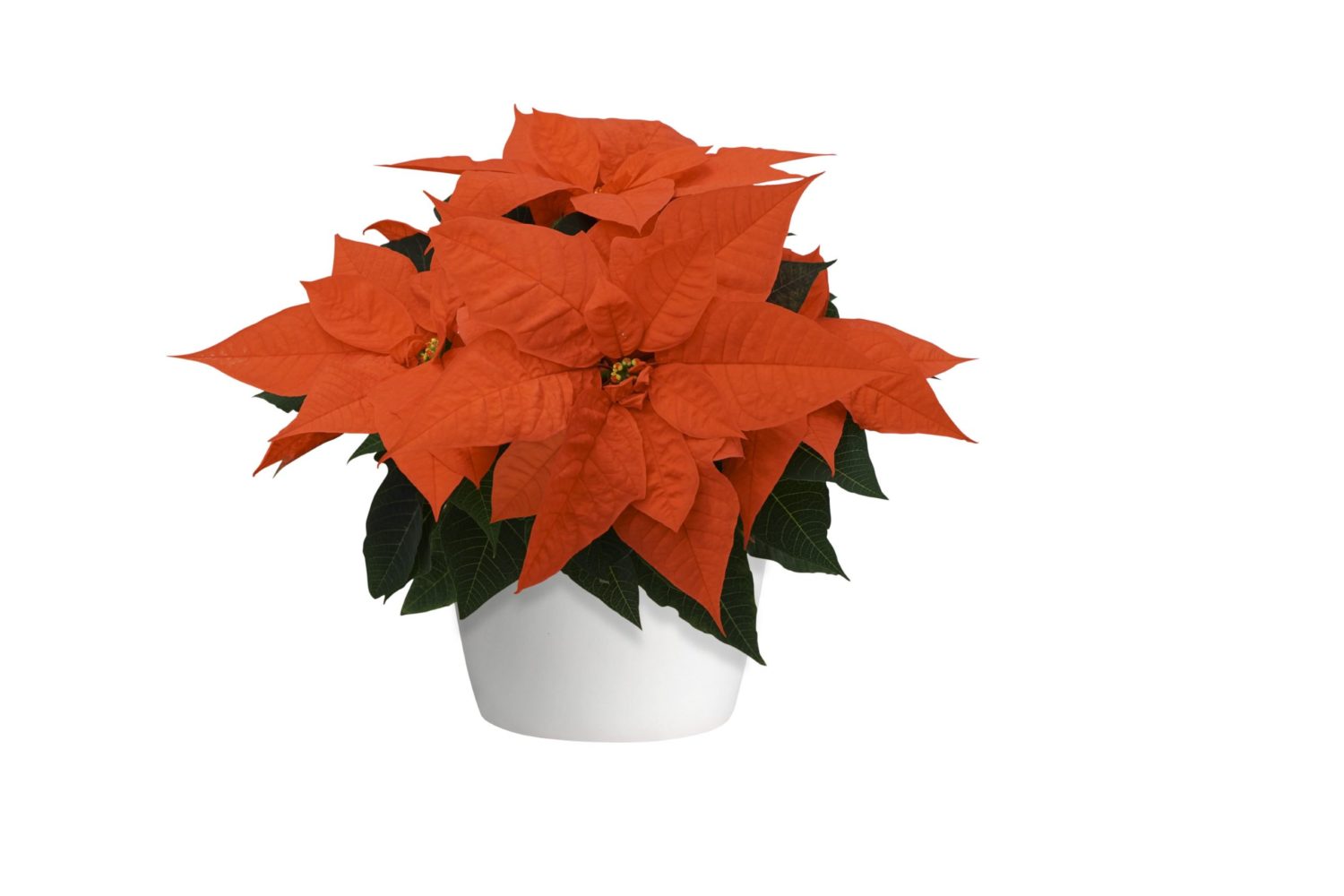 Selecta One Releases 2021 Poinsettia Catalog Lawn & Garden Retailer