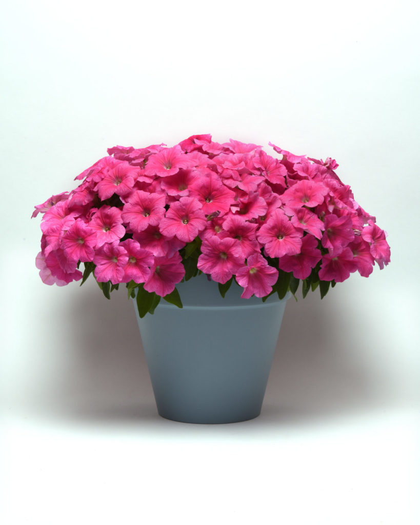Spreading Petunia Lawn & Garden Retailer