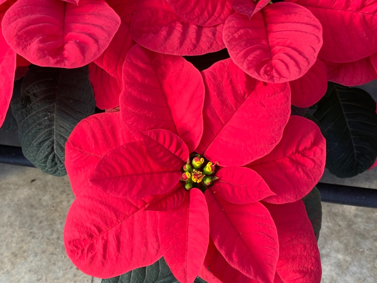 New Poinsettia Varieties Lawn & Garden Retailer